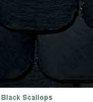 Black Scallops